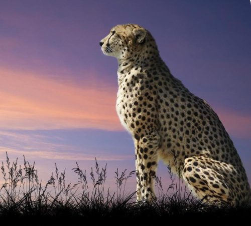 تور 9 روزه 14 مرداد آفریقا